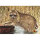 Krüger Tierbild Gruppe 3 Waschbär 84x59cm 5er Pack