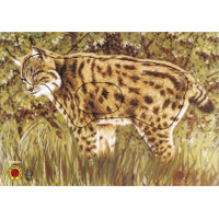 Krüger Tierbild Gruppe 3 Luchs 84x59cm 5er Pack