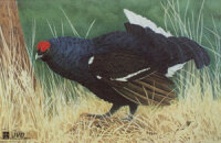 Tierbild Auerhahn, 70 x 50 cm ( Blauhuhn )