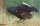 Tierbild Auerhahn, 70 x 50 cm ( Blauhuhn )