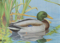 Tierbild Ente, 50 x 40 cm