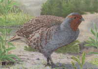 Tierbild Waldhuhn, 33 x 27 cm